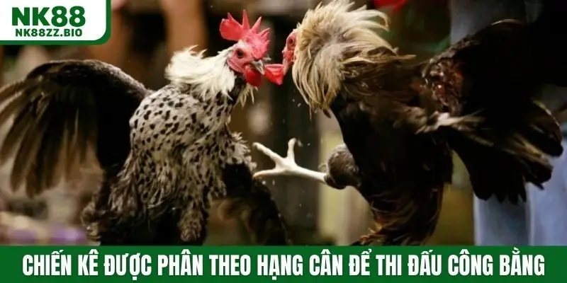Chiến kê được phân theo hạng cân để thi đấu công bằng