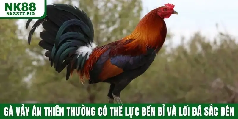 Gà có vảy án thiên thường có thể lực bền bỉ và lối đá sắc bén