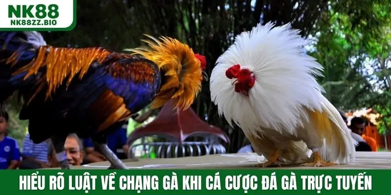 Hiểu rõ luật về chạng gà khi cá cược đá gà trực tuyến tại NK88