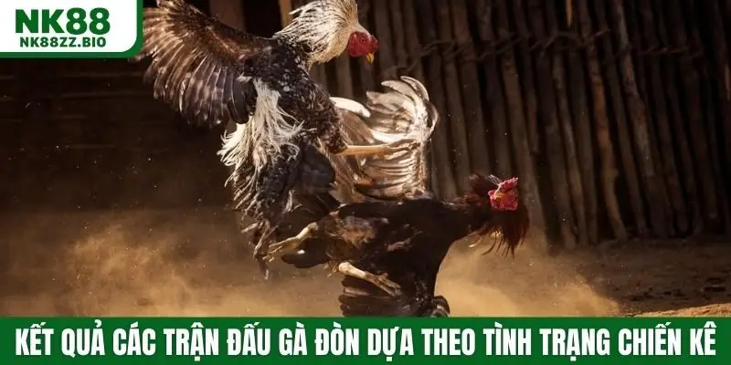 Kết quả của các trận đấu gà đòn dựa theo tình trạng chiến kê