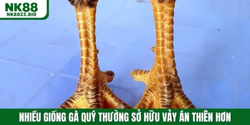 Nhiều giống gà quý thường sở hữu vảy án thiên hơn